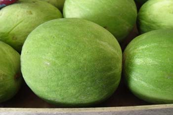 Calabazas de cabello de ángel